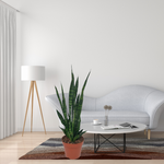 Sansevieria Zeylanica kopen