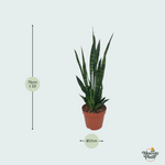 Sansevieria Zeylanica kopen