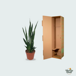 Sansevieria Zeylanica kopen