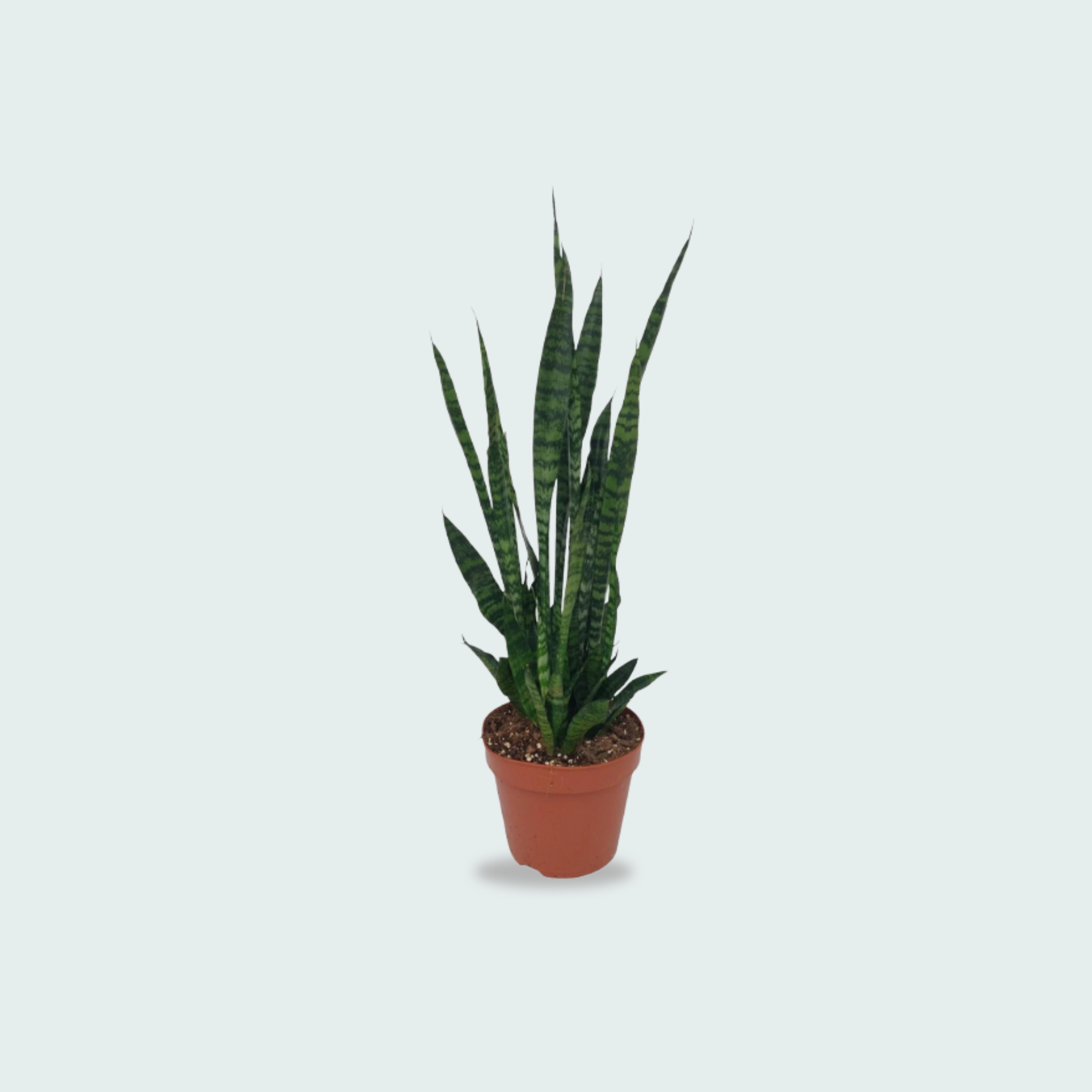 Sansevieria Zeylanica kopen