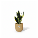 Sansevieria Futura Superba 