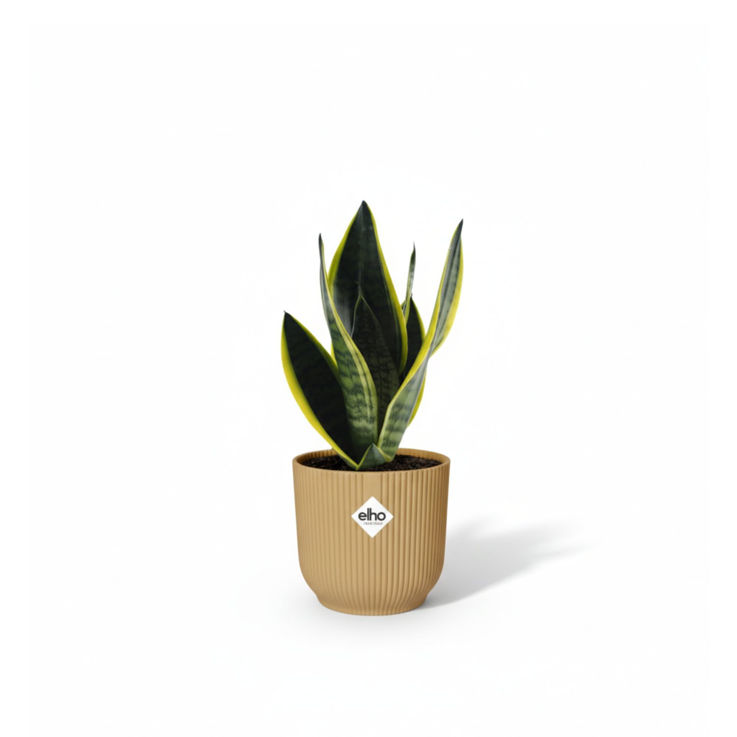 Sansevieria Futura Superba 