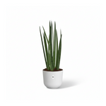 Sansevieria cylindrica