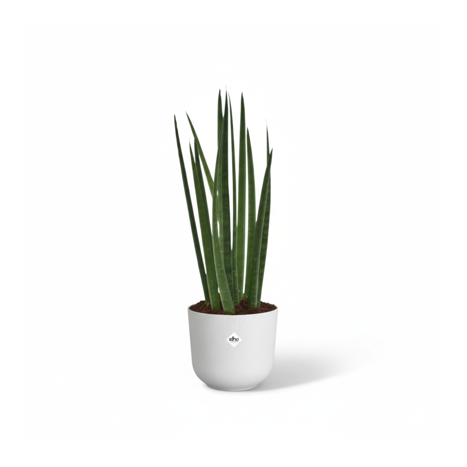 Sansevieria cylindrica