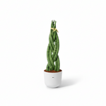 Sansevieria cylindrica