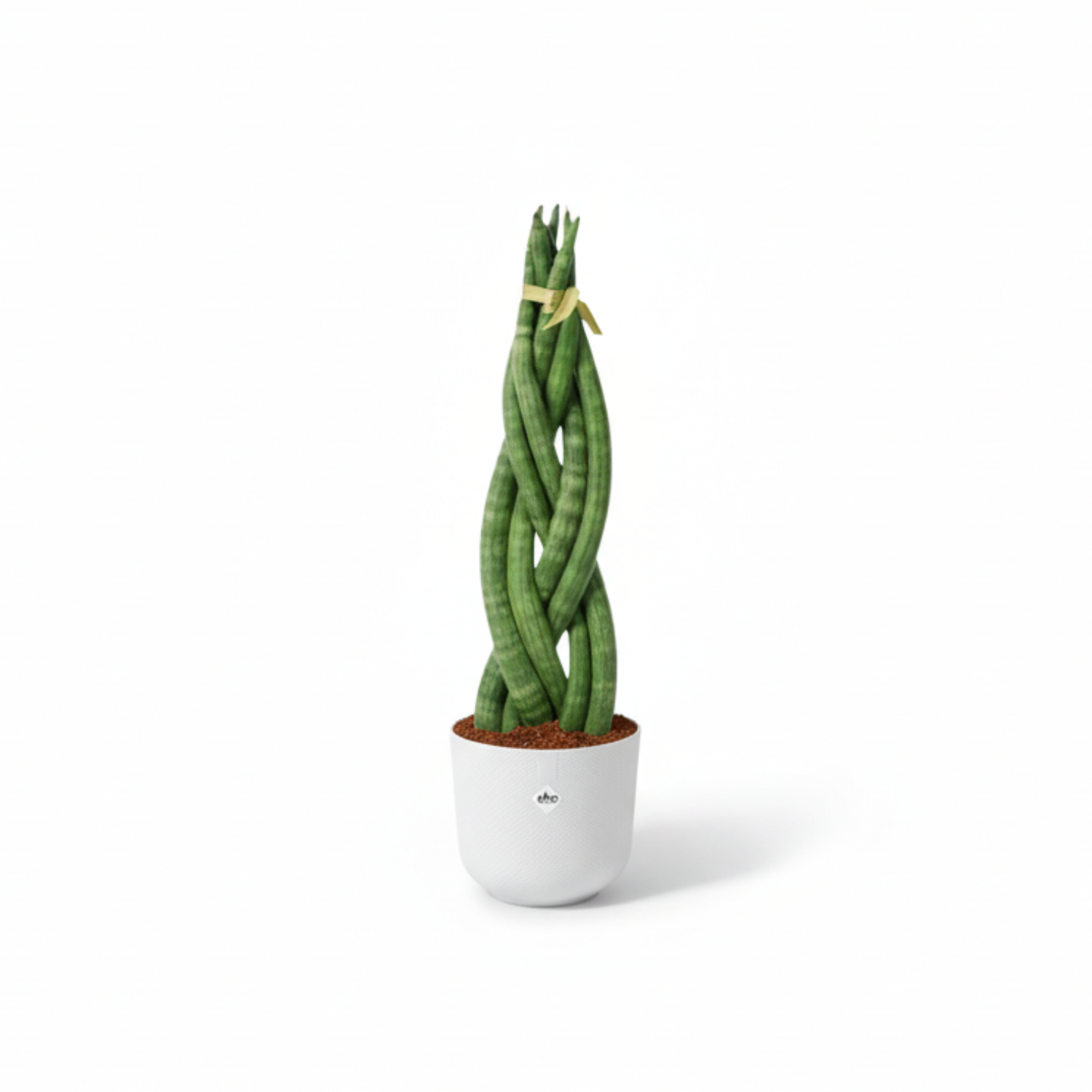 Sansevieria cylindrica