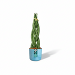 Sansevieria cylindrica