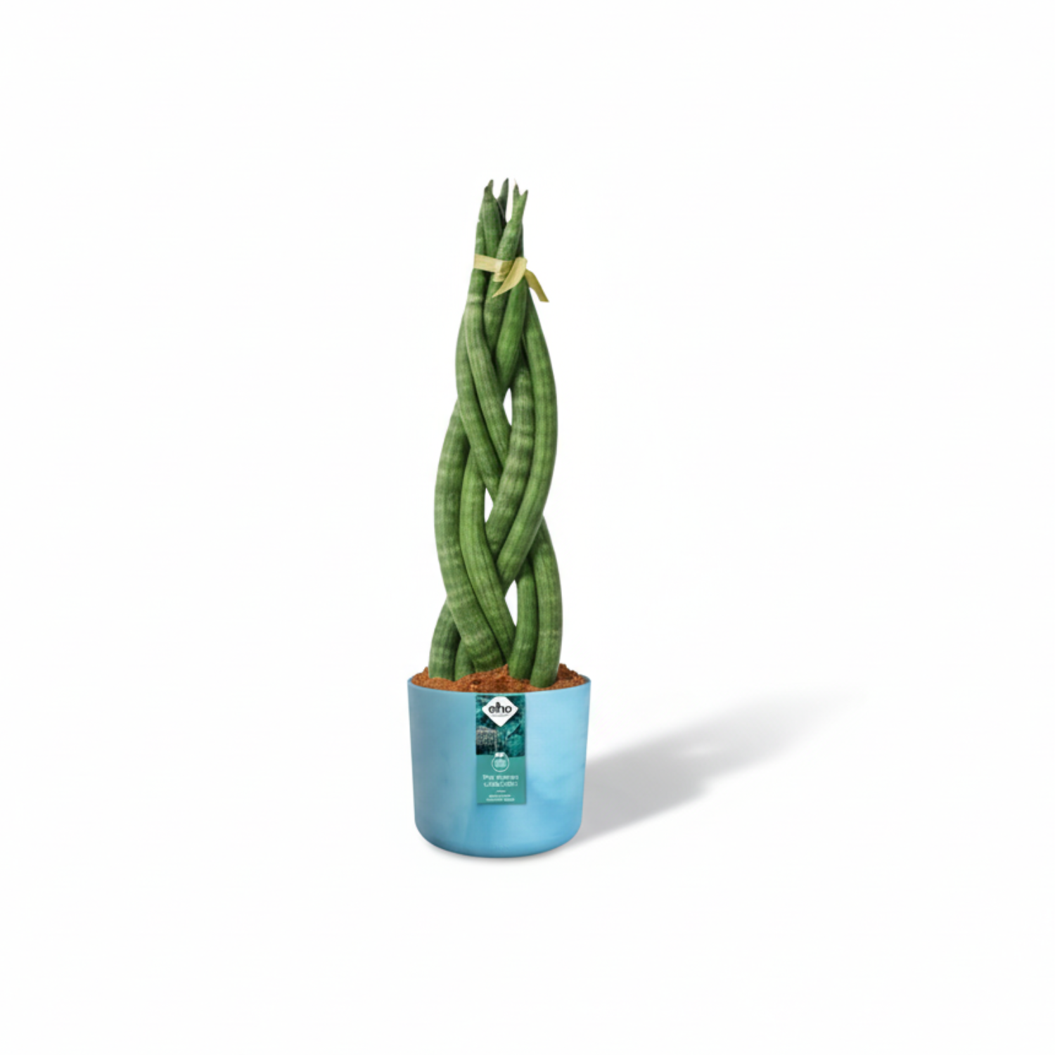 Sansevieria cylindrica