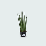 Sansevieria cylindrica
