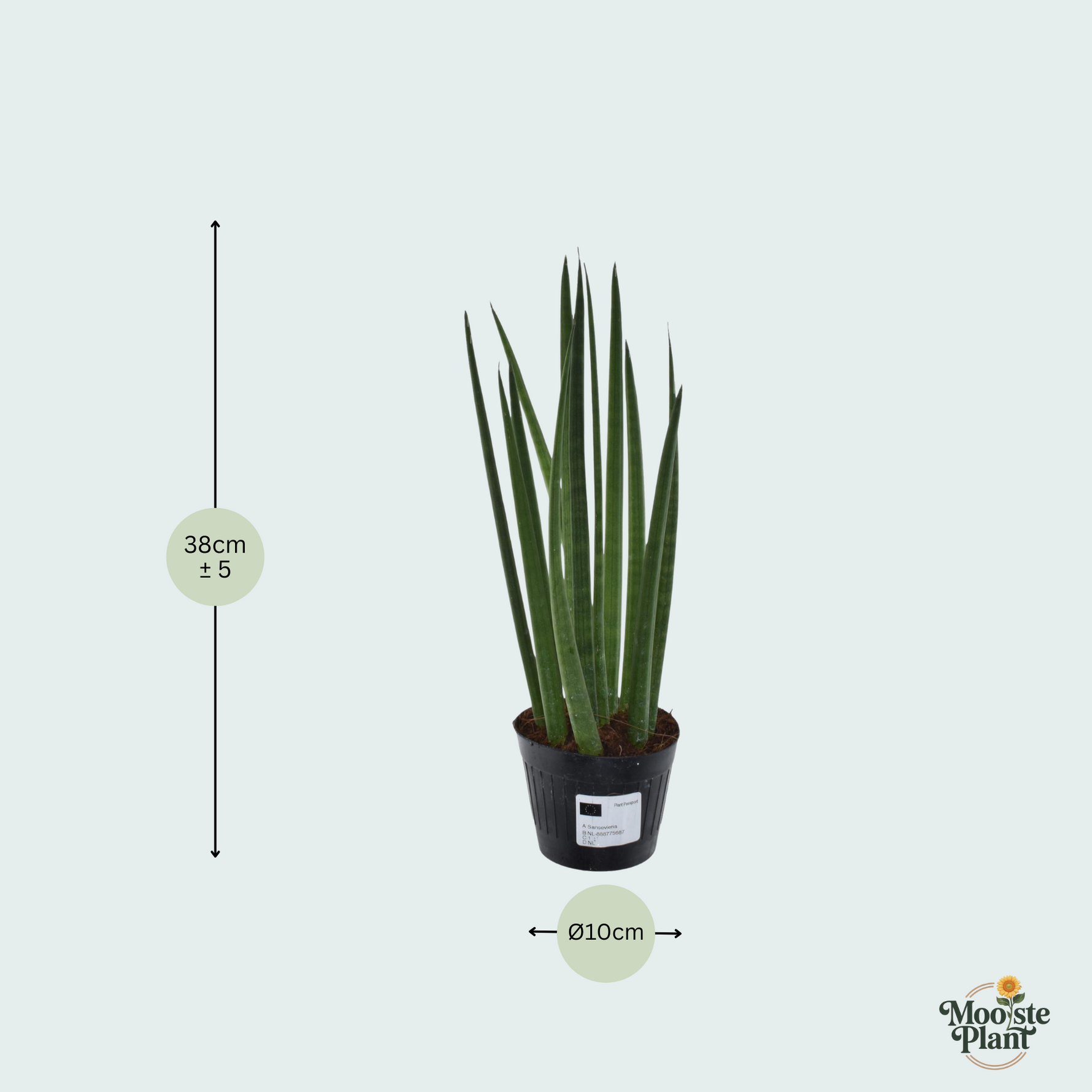 Sansevieria cylindrica