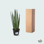 Sansevieria cylindrica