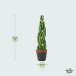 Sansevieria cylindrica kopen