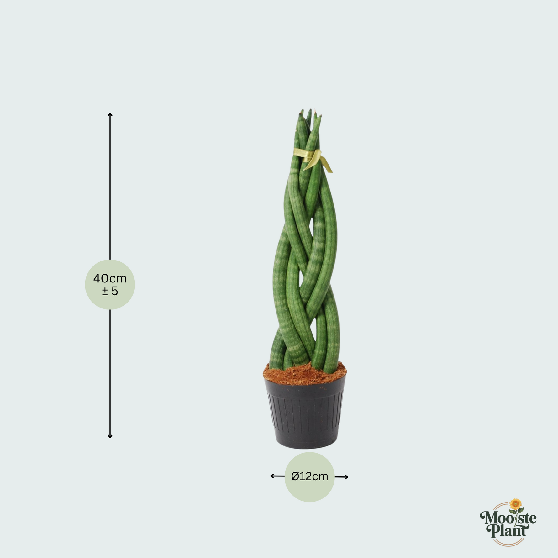 Sansevieria cylindrica kopen