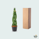 Sansevieria cylindrica kopen