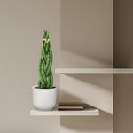 Sansevieria cylindrica kopen