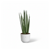 Strelitzia Nicolai