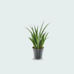 Sansevieria kirkii