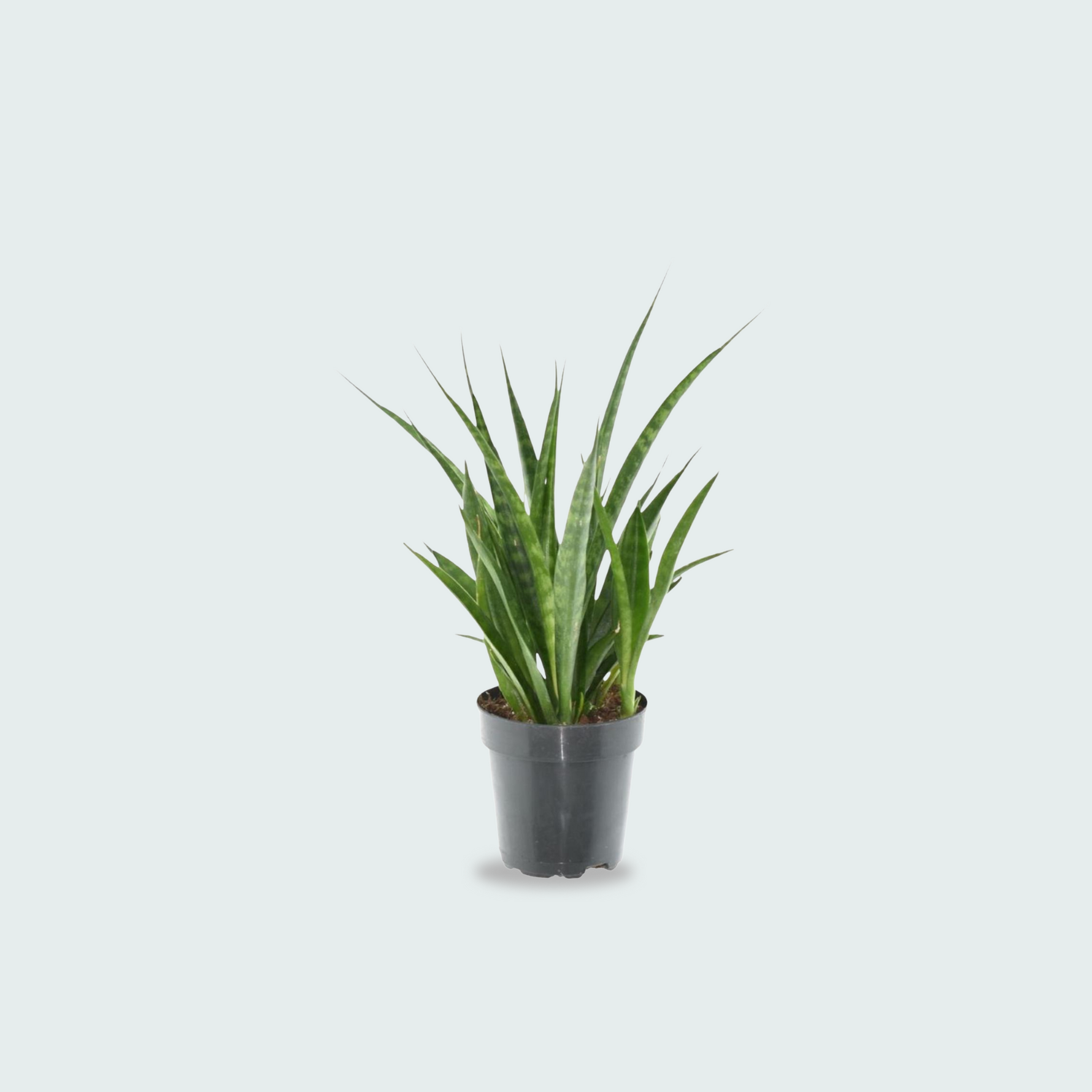Sansevieria kirkii