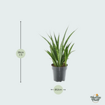 Sansevieria kirkii