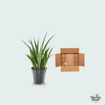 Sansevieria kirkii