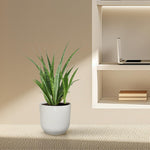 Sansevieria kirkii