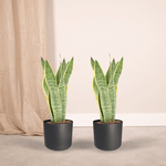 Sansevieria kopen