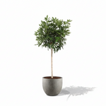 Schefflera Arboricola Compacta