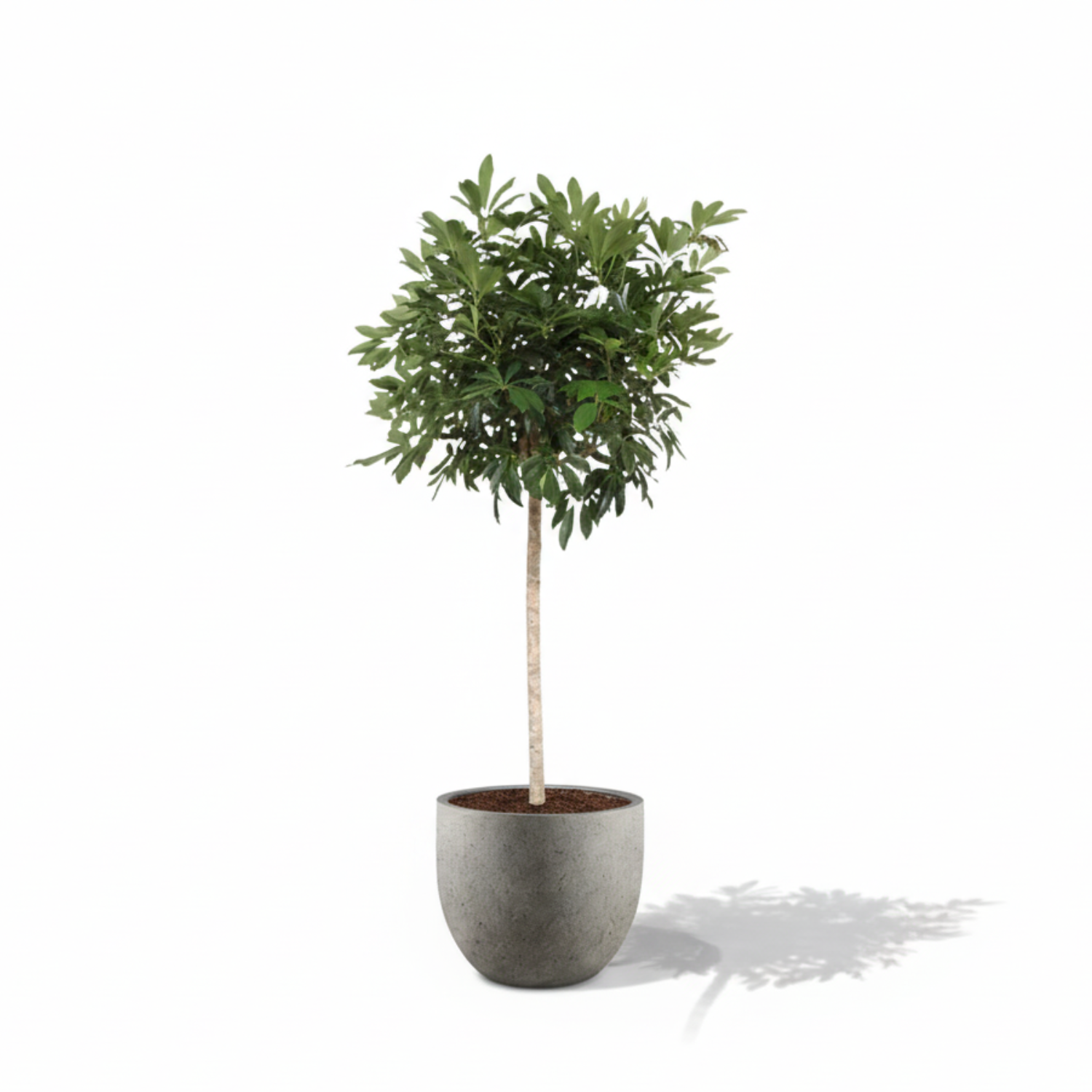 Schefflera Arboricola Compacta