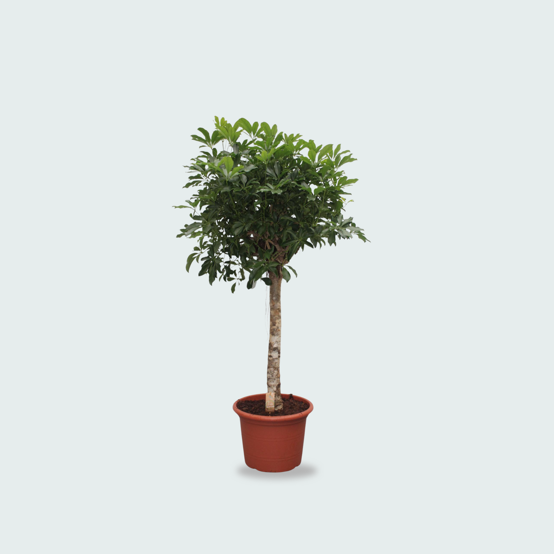 Schefflera Arboricola Compacta