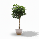 Schefflera Arboricola Compacta