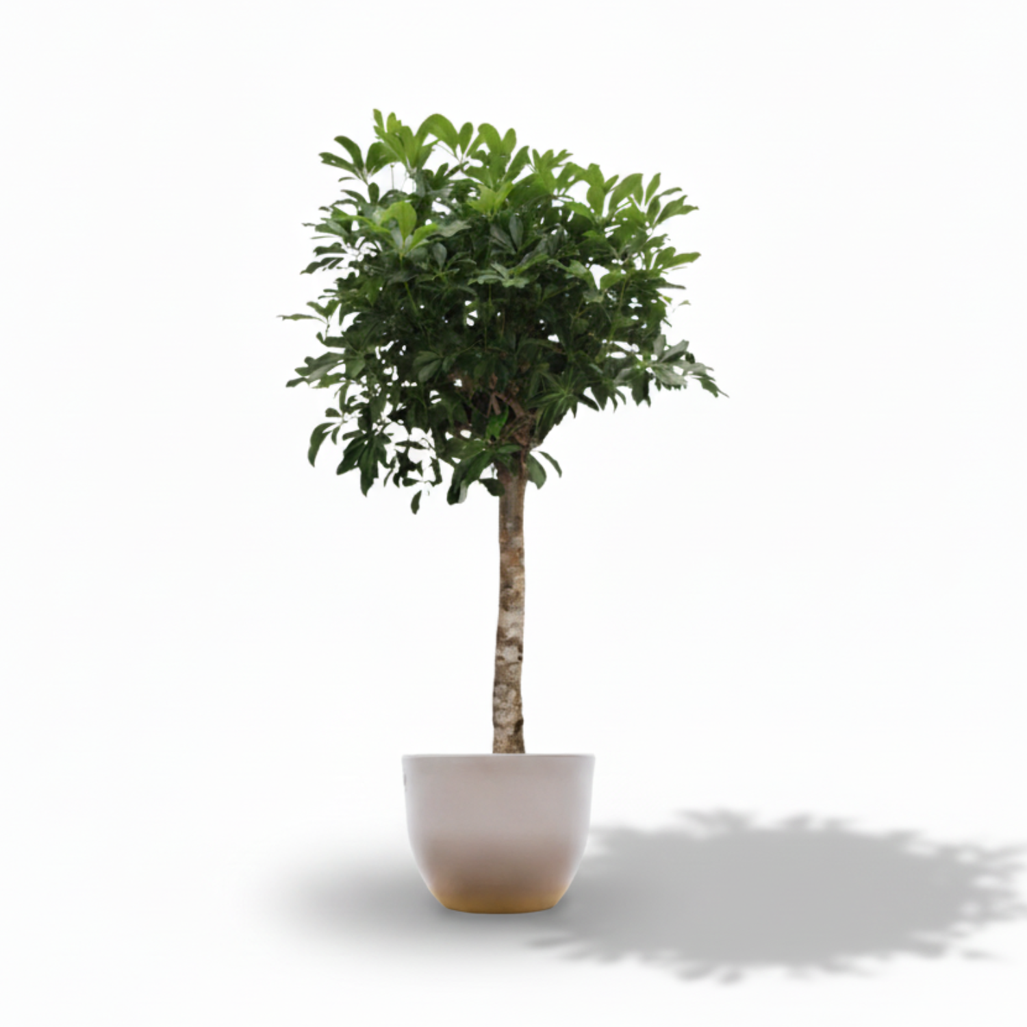 Schefflera Arboricola Compacta