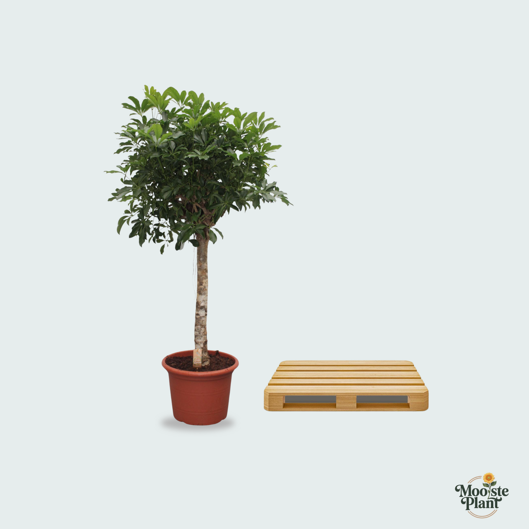 Schefflera Arboricola Compacta