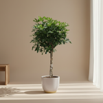 Schefflera Arboricola Compacta