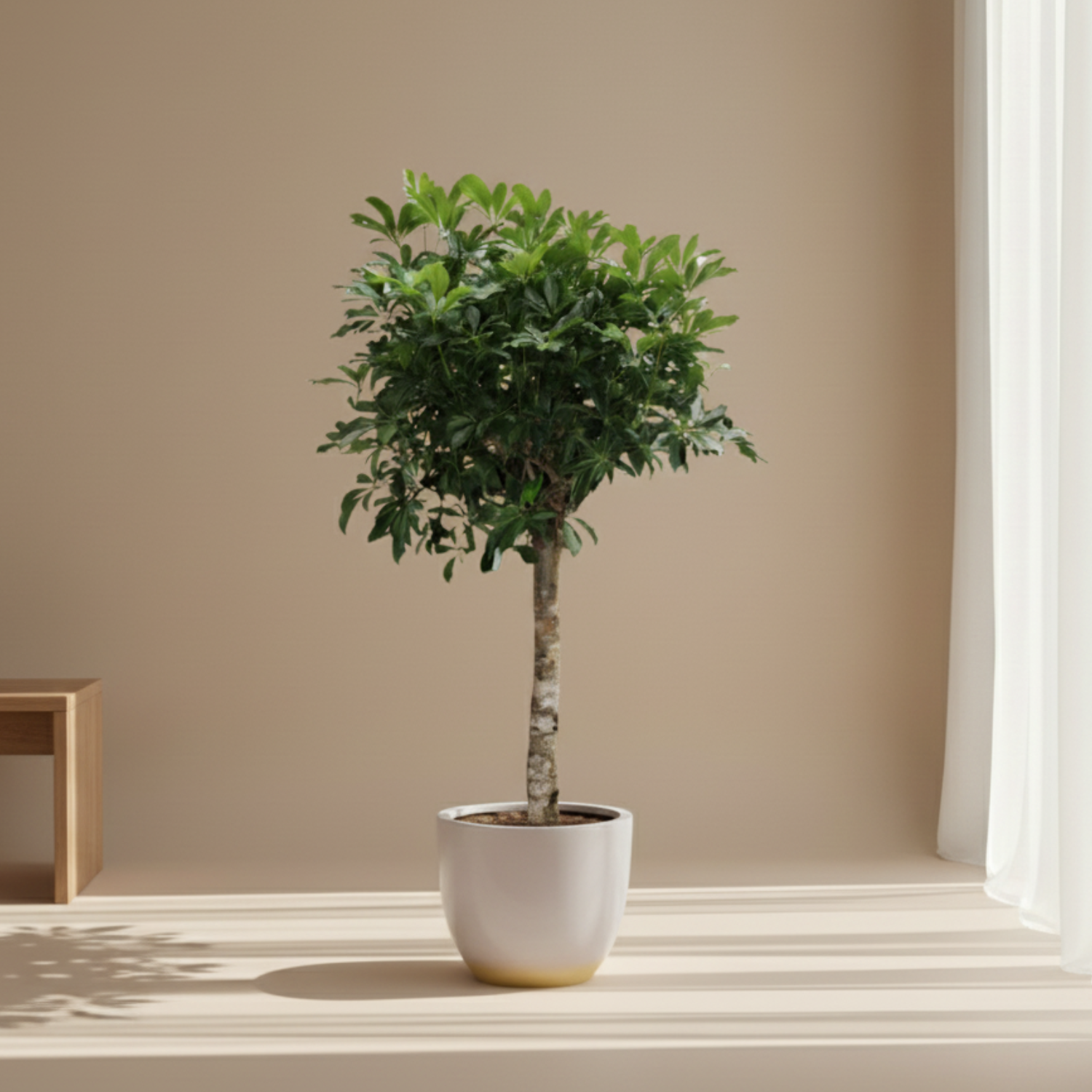 Schefflera Arboricola Compacta
