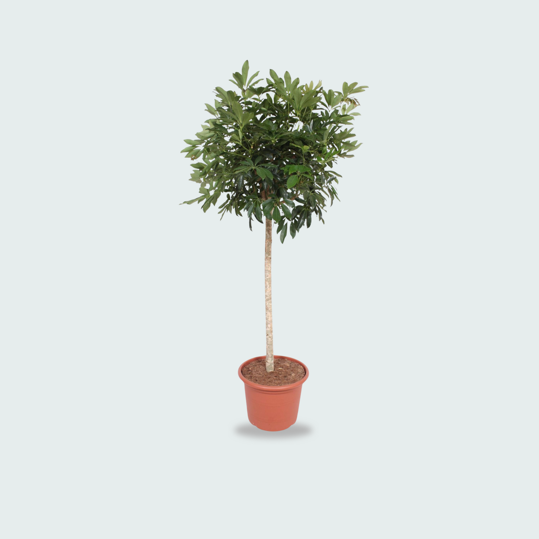 Schefflera Arboricola Compacta 