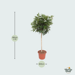Schefflera Arboricola Compacta