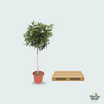 Schefflera Arboricola Compacta