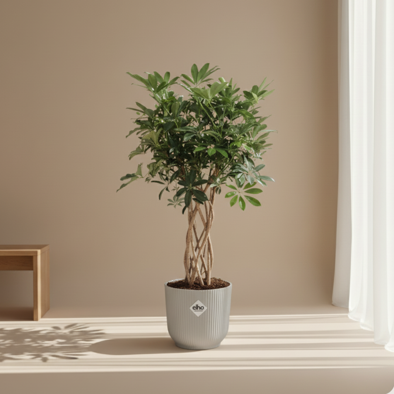 Schefflera Arboricola Compacta