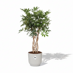 Schefflera Arboricola Compacta