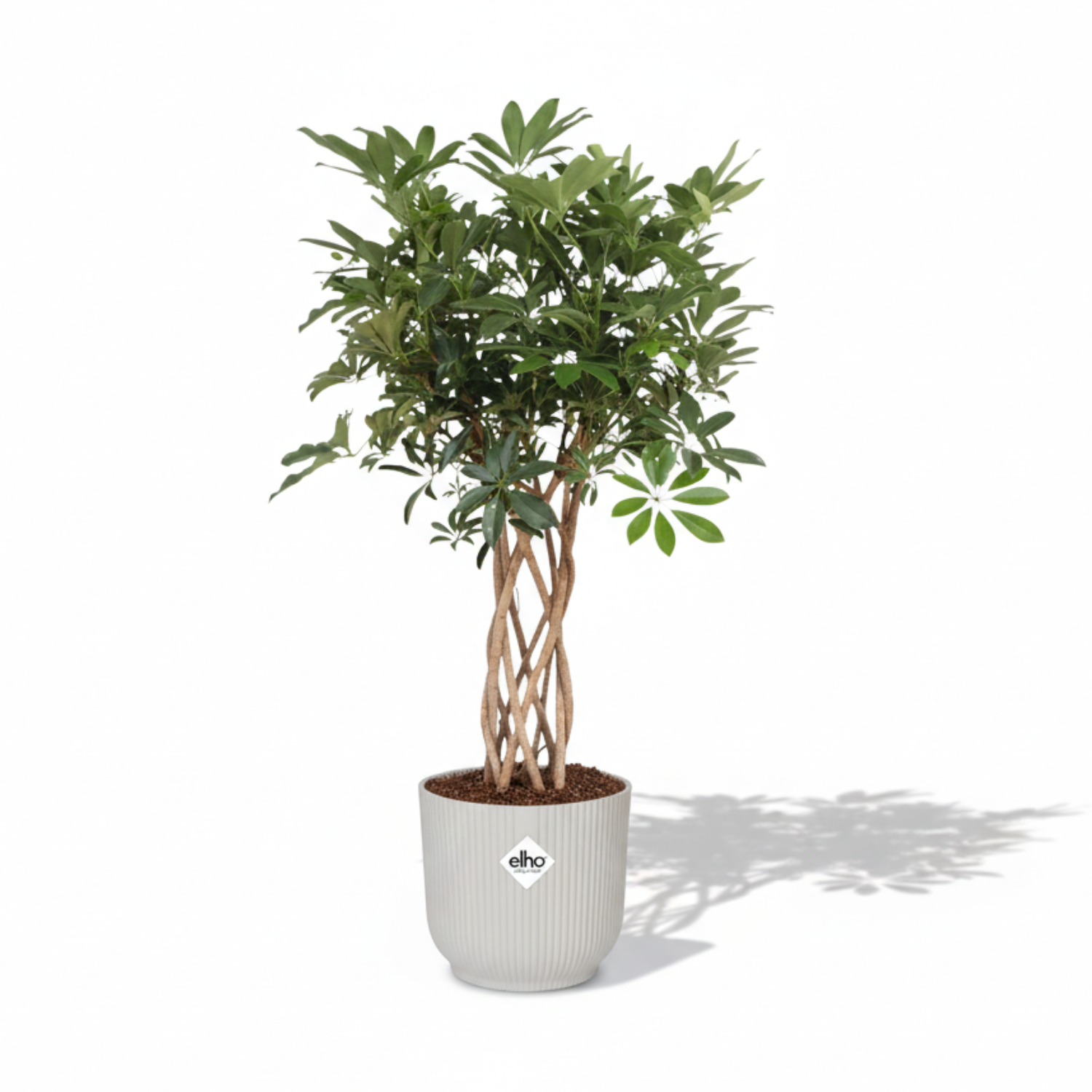 Schefflera Arboricola Compacta