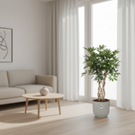 Schefflera Arboricola Compacta