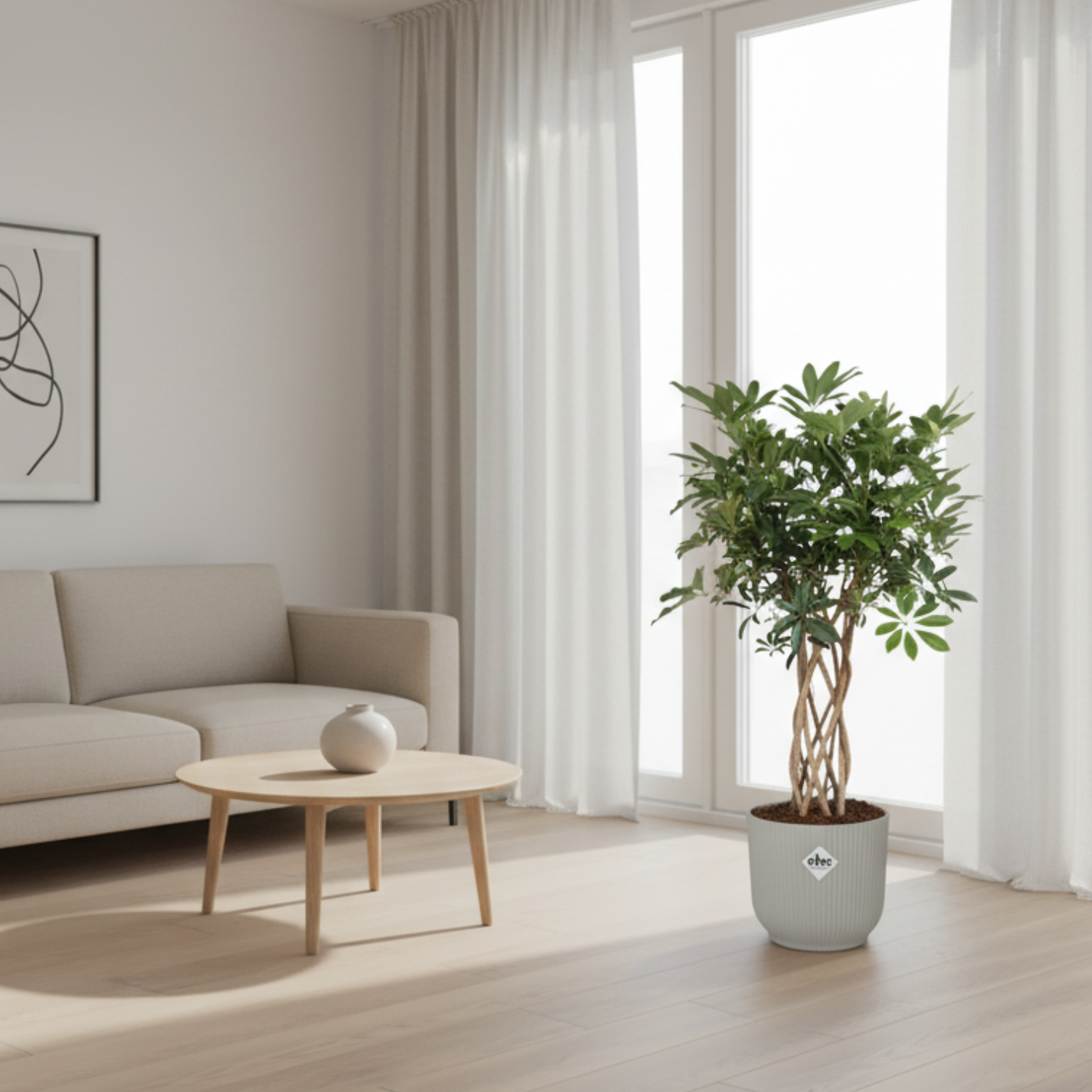Schefflera Arboricola Compacta