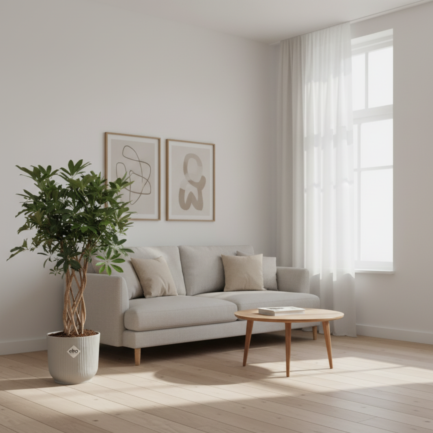 Schefflera Arboricola Compacta