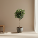 Schefflera Arboricola Compacta