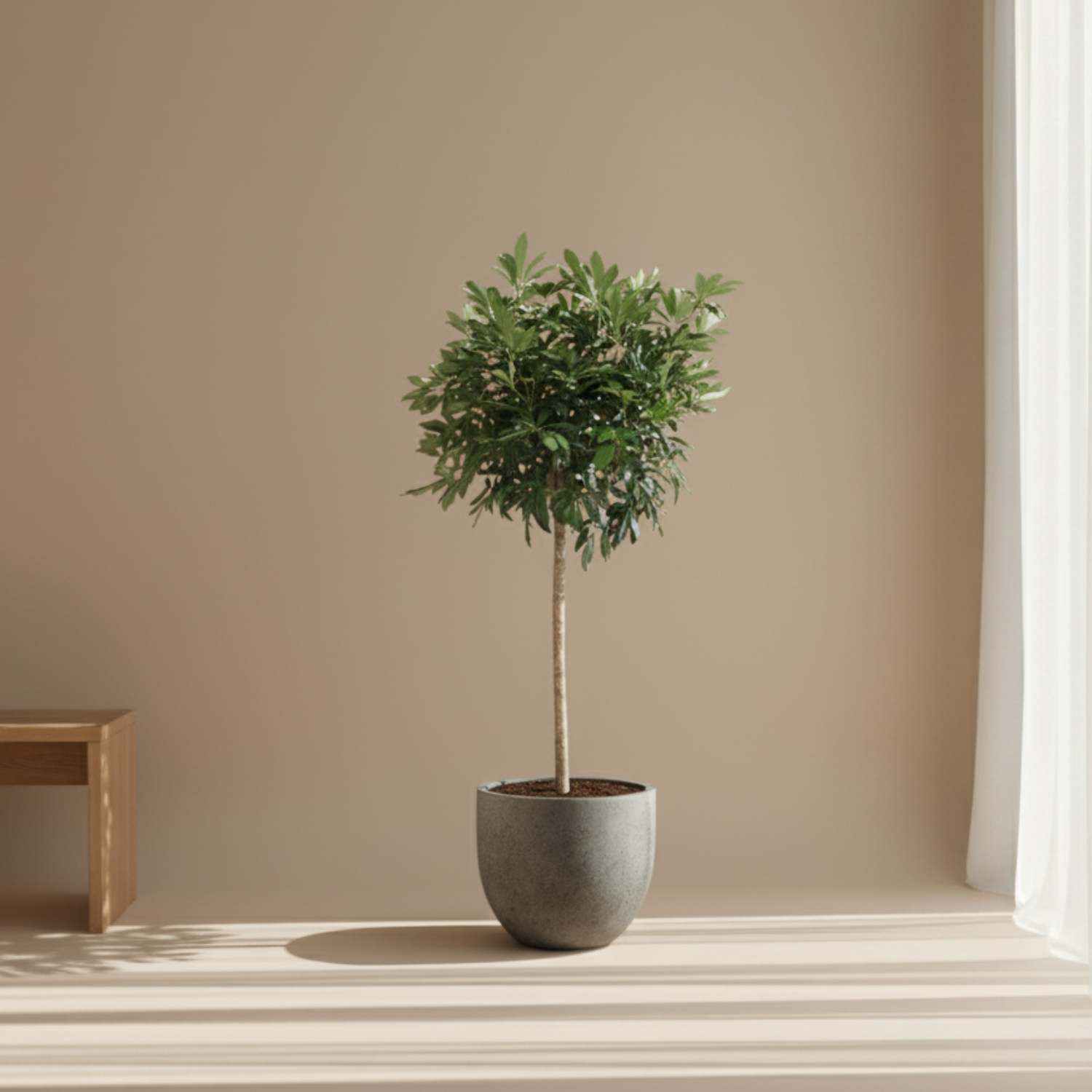 Schefflera Arboricola Compacta