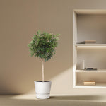 Schefflera Arboricola Compacta