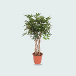 Schefflera kopen