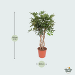 Schefflera kopen