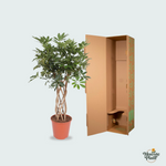 Schefflera kopen