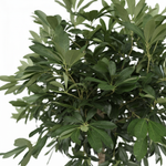 Schefflera Arboricola Compacta